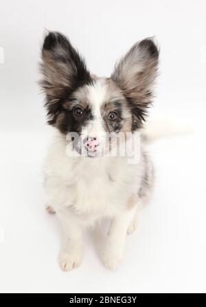 Papillon x Collie Welpe, Jazz, Alter 3 Monate, sitzend. Stockfoto