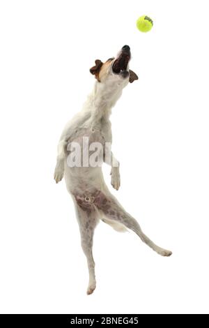 Jack Russell Terrier, Milo, Alter 5 Jahre, Springen, einen Ball zu fangen. Stockfoto