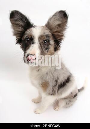 Papillon x Collie Welpe, Jazz, Alter 3 Monate, sitzend. Stockfoto