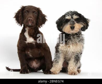 Tricolor merle Daxie - doodle Hund, Pudel, Dackel kreuz und Schokolade Cocker Spaniel. Stockfoto
