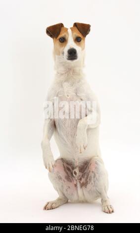 Jack Russell Terrier, Milo, Alter 5 Jahre, sitzen und betteln. Stockfoto