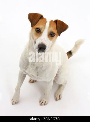 Jack Russell Terrier, Milo, Alter 5 Jahre, sitzen und oben zu schauen. Stockfoto