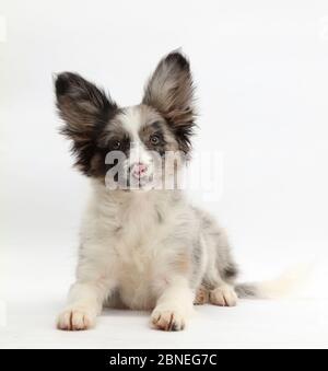 Papillon x Collie Welpe, Jazz, Alter 3 Monate. Stockfoto