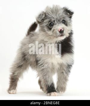 ChiPoo Welpen, Chihuahua kreuz Pudel, Roxy, Alter 12 Wochen und stand auf. Stockfoto