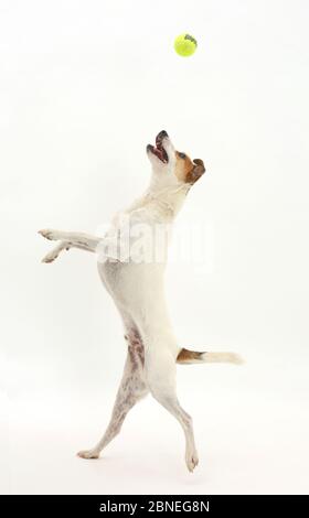 Jack Russell Terrier, Milo, Alter 5 Jahre, Springen, einen Ball zu fangen. Stockfoto