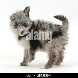 ChiPoo Welpen, Chihuahua kreuz Pudel, Roxy, Alter 12 Wochen und stand auf. Stockfoto