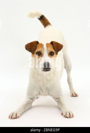 Jack Russell Terrier, Milo, Alter 5 Jahre, im Spiel - Bug Haltung. Stockfoto
