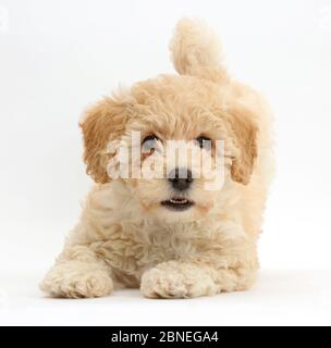 Poochon Welpe, Bichon Frise kreuz Pudel, Alter 6 Wochen. Stockfoto