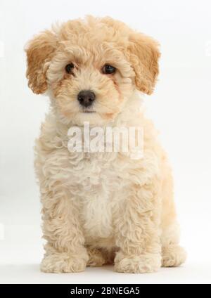 Poochon Welpe, Bichon Frise kreuz Pudel, Alter 6 Wochen. Stockfoto