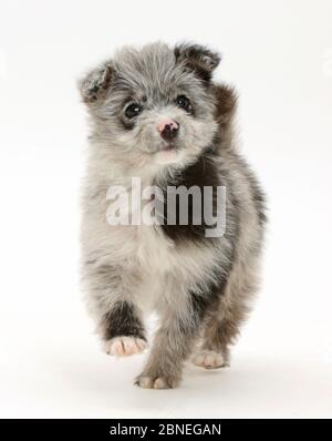 ChiPoo Welpen, Chihuahua kreuz Pudel, Roxy, Alter 12 Wochen, Wandern. Stockfoto