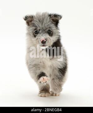 ChiPoo Welpen, Chihuahua kreuz Pudel, Roxy, Alter 12 Wochen läuft. Stockfoto