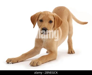 Gelbe Labrador Welpe Alter 11 Wochen Im Spiel Bug Stockfotografie Alamy