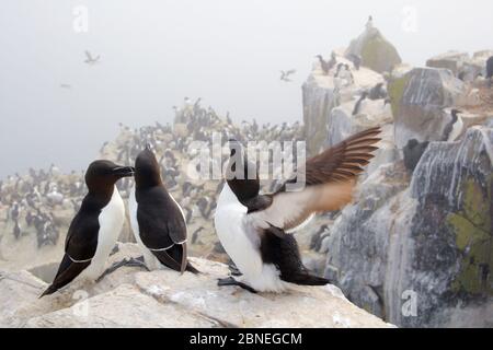 Razorbills (Alca torda) Gruppe von drei auf der Klippe, Farne Islands, Northumberland, England, Großbritannien, Juni. Stockfoto