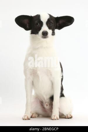 Papillon x Jack Russell Terrier Hund sitzend mit Ohren zur Seite, Alter 20 Monate. Stockfoto