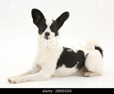 Papillon x Jack Russell Terrier Hund, Alter 20 Monate. Stockfoto