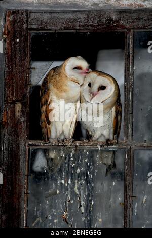 Eule (Tyto alba) Männchen und Weibchen preuing einander in gebrochenem Fenster des Bauernhauses, Sierra de Grazalema Naturpark, Algar, Südspanien, Stockfoto