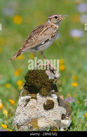 Waldlerche (lullula arborea) auf Felsen, Sierra de Grazalema Naturpark, Südspanien, Mai. Stockfoto