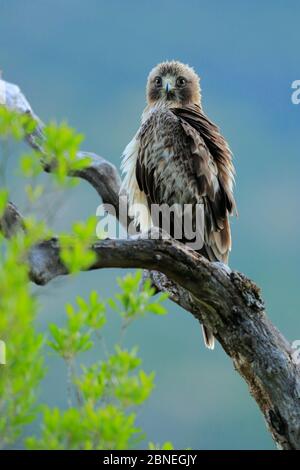 Zwergadler (Hieraaetus pennatus) thront, Sierra de Grazalema Naturpark, Südspanien, Juli. Stockfoto