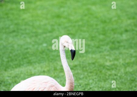 Rosa Flamingos vor grünem Hintergrund. Nahaufnahme Porträt Flamingo, Stockfoto