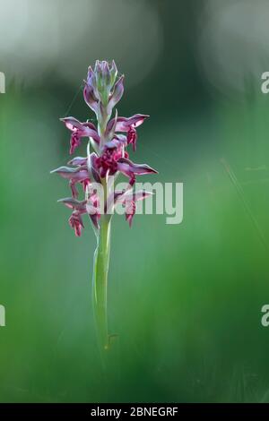 Bugs Orchidee (Anacamptis coriophora ) in Blüte, Sierra de Grazalema Naturpark, Südspanien, Juni. Stockfoto