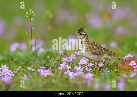 Waldlerche (lullula arborea) in Blumen, Naturpark Sierra de Grazalema, Südspanien, April. Stockfoto