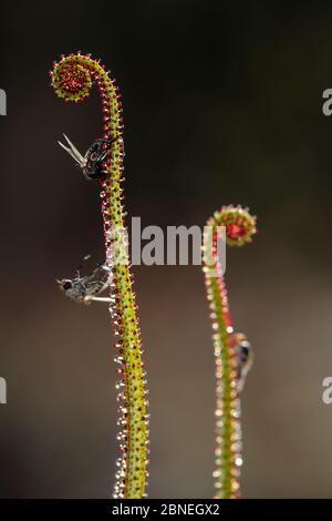 Portugiesischer Sonnentau (Droshophyllum lusitanicum) Naturpark Los Alcornocales, Cortes de la Frontera, Südspanien, Dezember. Stockfoto