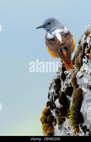 Steindrossel (Monticola saxatilis), Naturpark Sierra de Grazalema, Südspanien, Mai. Stockfoto
