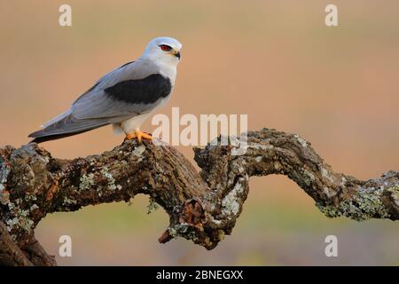 Schwarzer Schulterdrachen (Elanus caeruleus) auf verdrehtem Ast, Prado del Rey, Südspanien, April. Stockfoto