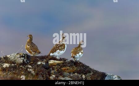 Willow ptarmigan (Lagopus lagopus) Gruppe von drei Häutungen zwischen Sommer und Winter Gefieder, Nome, Alaska, USA, August Stockfoto