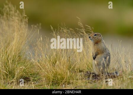 Arktisches Erdhörnchen (Spermophilus parryii) Katmai Nationalpark, Alaska, USA, August Stockfoto