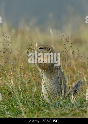 Arktisches Erdhörnchen (Spermophilus parryii) Katmai Nationalpark, Alaska, USA, August Stockfoto