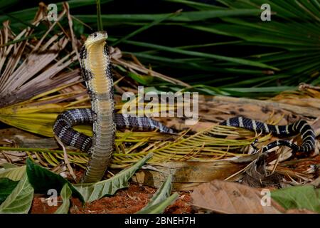 König Cobra (Ophiophagus hannah) Juvenile in der Bedrohungslage, gefangen tritt in Südasien. Giftige Arten. Stockfoto