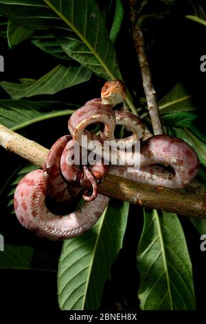 Amazonas-Baumboa (Corallus hortulanus) in Ast gewickelt, gefangen aus Südamerika. Giftige Arten. Stockfoto