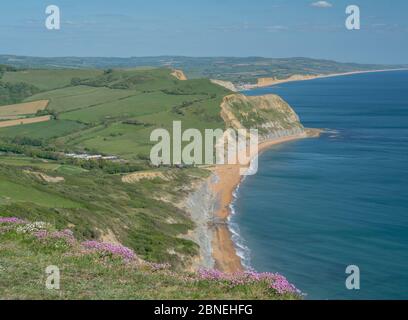 Golden Cap, West Dorset, Großbritannien. Mai 2020. UK Wetter: Der Blick entlang der Küste Richtung West Bay, Abbotsbury und der Isle of Portland von Golden Cap. An einem sonnigen, aber etwas kühlen Nachmittag blüht das rosafarbene Meer auf der Spitze des Golden Cap. Der beliebte Schönheitsort ist ruhiger als üblich, trotz der staatlichen Lockerung der Coronavirus-Beschränkungen, die mehr Freiheit für die Bewegung erlaubt. Kredit: Celia McMahon/Alamy Live News Stockfoto