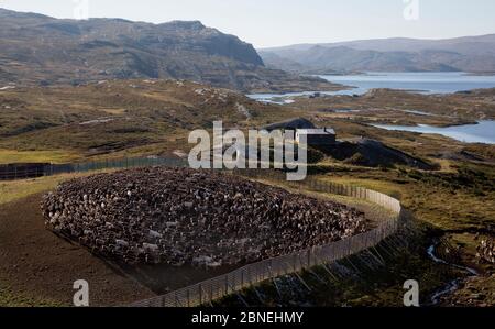 Rentierherde (Rangifer tarandus), die im Gehege herumfräst, Oppland, Norwegen, September. Stockfoto