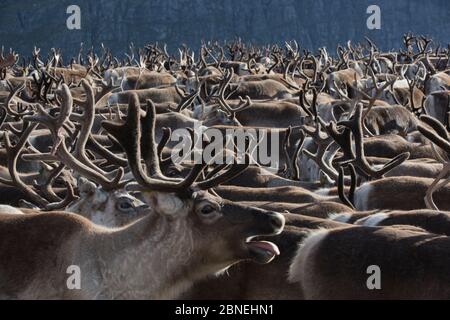 Rentierherde (Rangifer tarandus) Oppland, Norwegen, September. Stockfoto