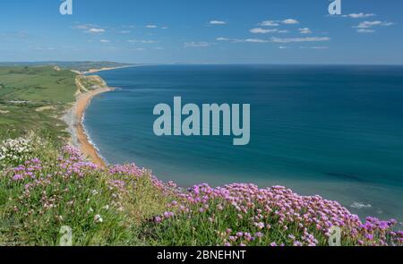 Golden Cap, West Dorset, Großbritannien. Mai 2020. UK Wetter: Der Blick entlang der Küste Richtung West Bay, Abbotsbury und der Isle of Portland von Golden Cap. An einem sonnigen, aber etwas kühlen Nachmittag blüht das rosafarbene Meer auf der Spitze des Golden Cap. Der beliebte Schönheitsort ist ruhiger als üblich, trotz der staatlichen Lockerung der Coronavirus-Beschränkungen, die mehr Freiheit für die Bewegung erlaubt. Kredit: Celia McMahon/Alamy Live News Stockfoto