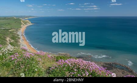 Golden Cap, West Dorset, Großbritannien. Mai 2020. UK Wetter: Der Blick entlang der Küste Richtung West Bay, Abbotsbury und der Isle of Portland von Golden Cap. An einem sonnigen, aber etwas kühlen Nachmittag blüht das rosafarbene Meer auf der Spitze des Golden Cap. Der beliebte Schönheitsort ist ruhiger als üblich, trotz der staatlichen Lockerung der Coronavirus-Beschränkungen, die mehr Freiheit für die Bewegung erlaubt. Kredit: Celia McMahon/Alamy Live News Stockfoto