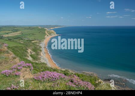Golden Cap, West Dorset, Großbritannien. Mai 2020. UK Wetter: Der Blick entlang der Küste Richtung West Bay, Abbotsbury und der Isle of Portland von Golden Cap. An einem sonnigen, aber etwas kühlen Nachmittag blüht das rosafarbene Meer auf der Spitze des Golden Cap. Der beliebte Schönheitsort ist ruhiger als üblich, trotz der staatlichen Lockerung der Coronavirus-Beschränkungen, die mehr Freiheit für die Bewegung erlaubt. Kredit: Celia McMahon/Alamy Live News Stockfoto