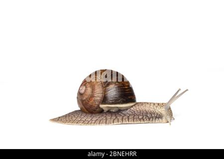 Essbare / römische Schnecke (Helix pomatia) auf weißem Hintergrund. Stockfoto