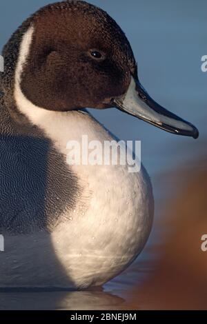 Nördliche Pintail-Ente (Anas acuta) Profil Porträt, Ostensjovannet See, Oslo, Norwegen Dezember Stockfoto