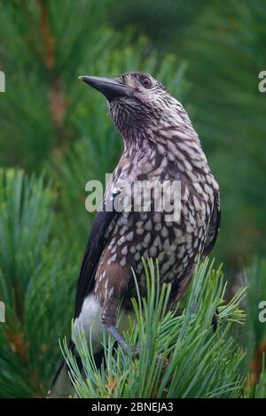 Gefleckte Nussknacker (Nucifraga caryocatactes) Porträt in Kiefer, Schweden August Stockfoto