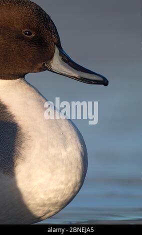 Nördliche Pintail-Ente (Anas acuta) Profil Porträt, Ostensjovannet See, Oslo, Norwegen Dezember Stockfoto