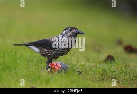 Gefleckte Nussknacker (Nucifraga caryocatactes) Essen aus einem Kegel Schweizer Kiefer, Schweden August Stockfoto