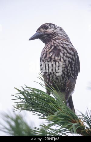 Gefleckte Nussknacker (Nucifraga caryocatactes) Porträt in Kiefer, Schweden August Stockfoto