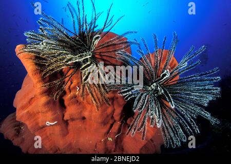 Featherstars (Crinoidea) auf Schwamm, Great Barrier Reef, Australien, Stockfoto