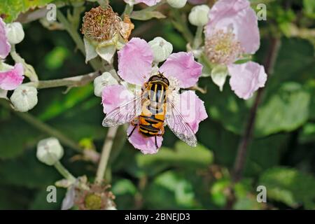 Schwebfliegen (Helophilus pendulus) Fütterung auf Bramble (Rubus fruticosus) am Rande des Waldes, Cheshire, Großbritannien, Juli Stockfoto