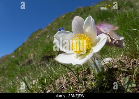 Frühlingspasquenblüte (Pulsatilla vernalis) Nordtirol, Österreichische Alpen. Juni. Stockfoto