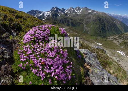 Moss Campion (Silene acaulis) mit einer Fischaugenlinse Bergwelt zeigen fotografiert. Nordtirol, Österreichischen Alpen, Juni. Stockfoto