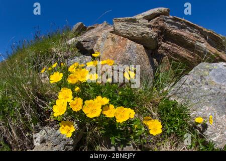 Alpine Cinquefoil (Potentilla crantzii) wächst am Berghang. Nordtirol, Österreichische Alpen. Juni. Stockfoto